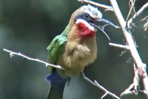 Merops nubicoides11.